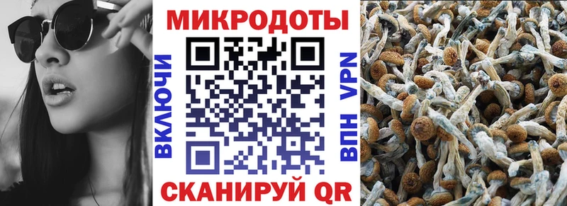 Галлюциногенные грибы Psilocybine cubensis  Таганрог 